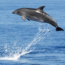 Naturerlebniss Segelurlaub